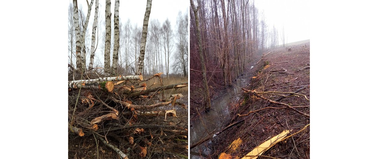 Aplinkosaugininkai patraukė atsakomybėn asmenis už neteisėtus saugotinų želdinių kirtimus