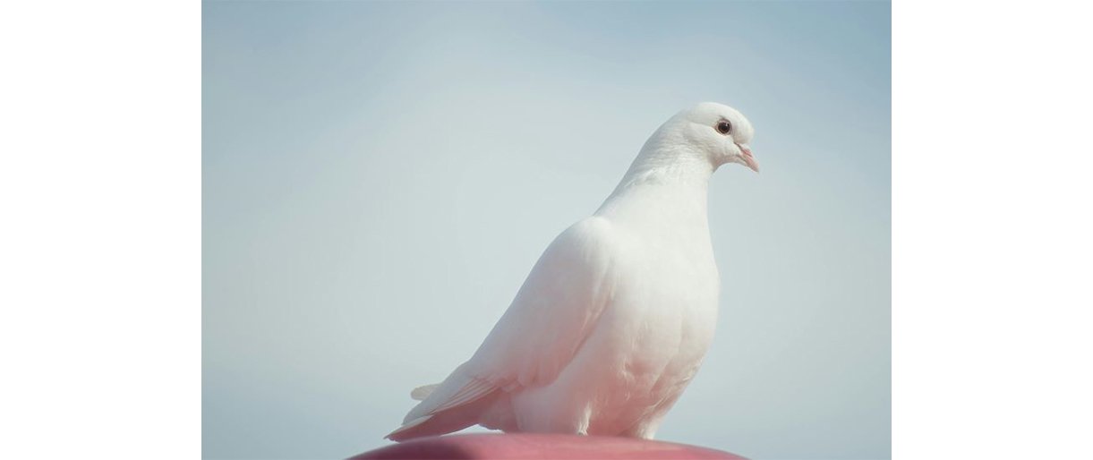 Balandis / Pexels.com nuotr.