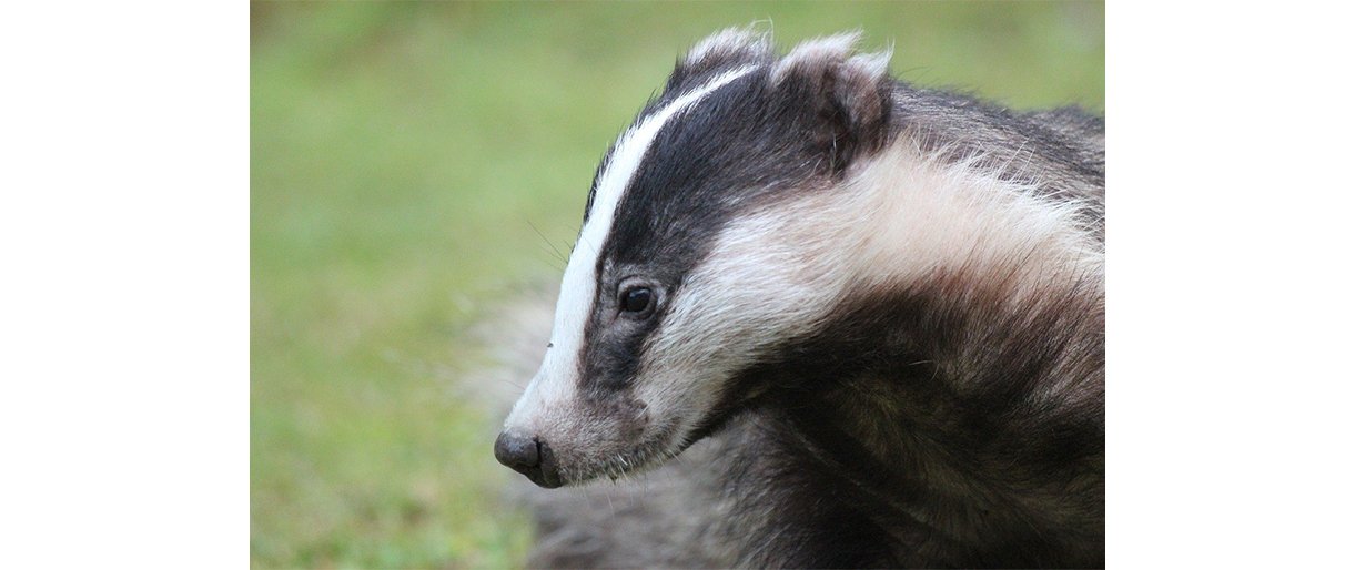 Barsukas. Pixabay.com nuotr.