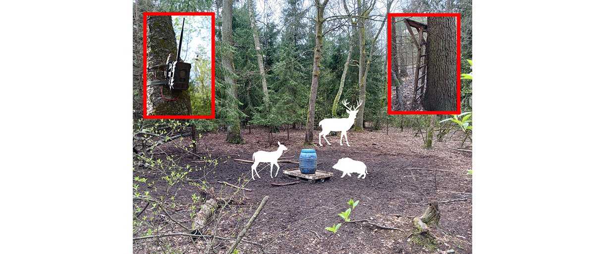 Įžūlus brakonieriavimas Girulių miške, Klaipėdos m. teritorijoje