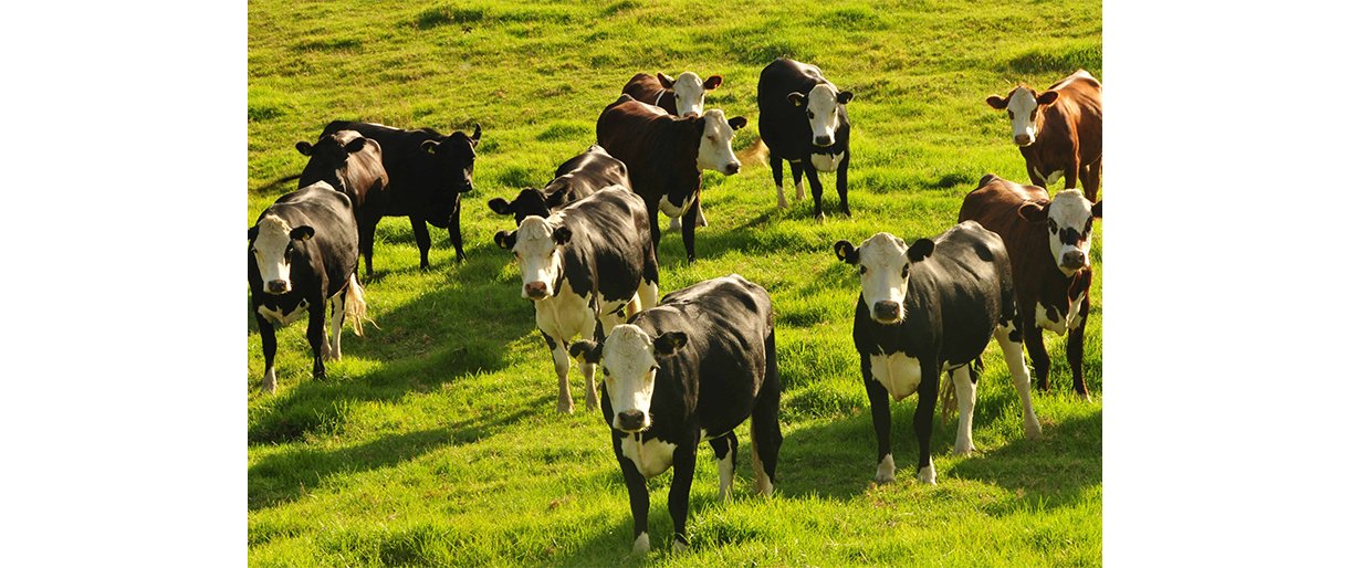 Nuo ko priklauso galvijų supirkimo kainos