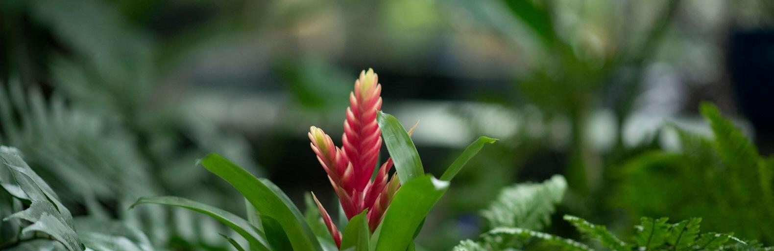 Kretingos muziejaus Žiemos sode jau sužydo pavasaris