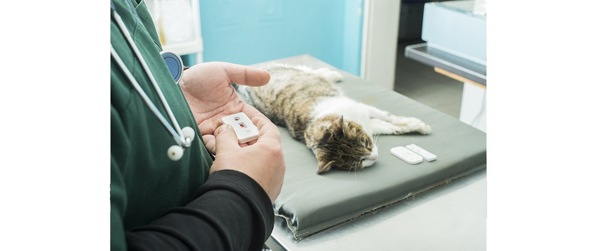 Mano gyvūnas pradėjo kosėti arba čiaudėti: kada tai rimta?