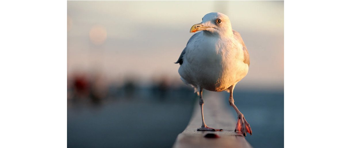 Palangos ugniagesiai gelbėjo balkone įstrigusį kirą