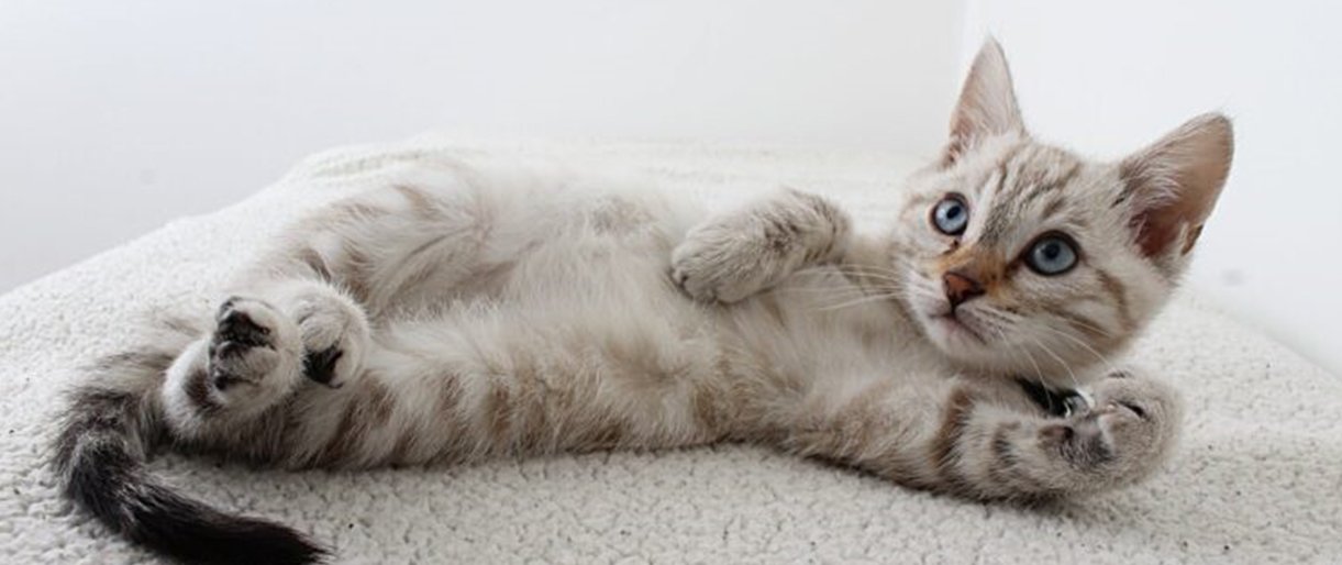 Ar saugu pirkti kačių maistą internetu? Ar saugu pirkti kačių maistą internetu?