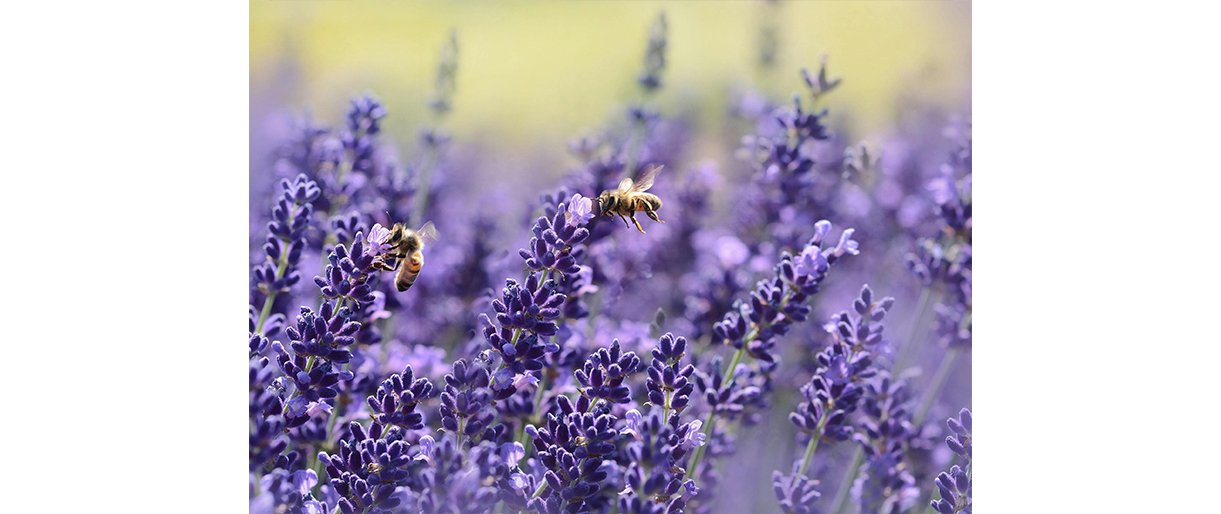 Medaus kelias nuo pievų iki Jūsų stalo Medaus kelias nuo pievų iki Jūsų stalo