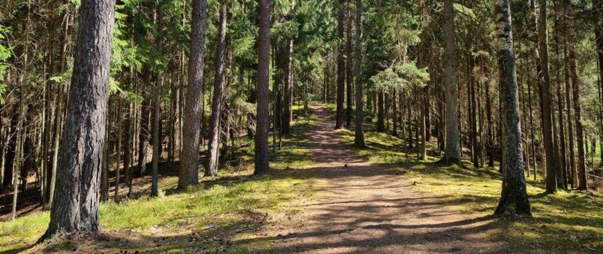 Palangos girininkijoje planuojami miško priežiūros darbai