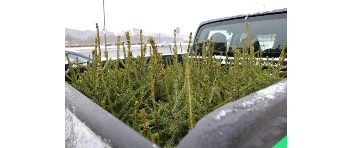 Miškininkai pataria, kaip su kalėdiniu medeliu elgtis po švenčių