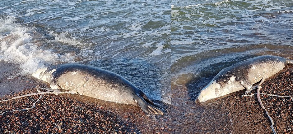 Marius Pajuris nuotr.