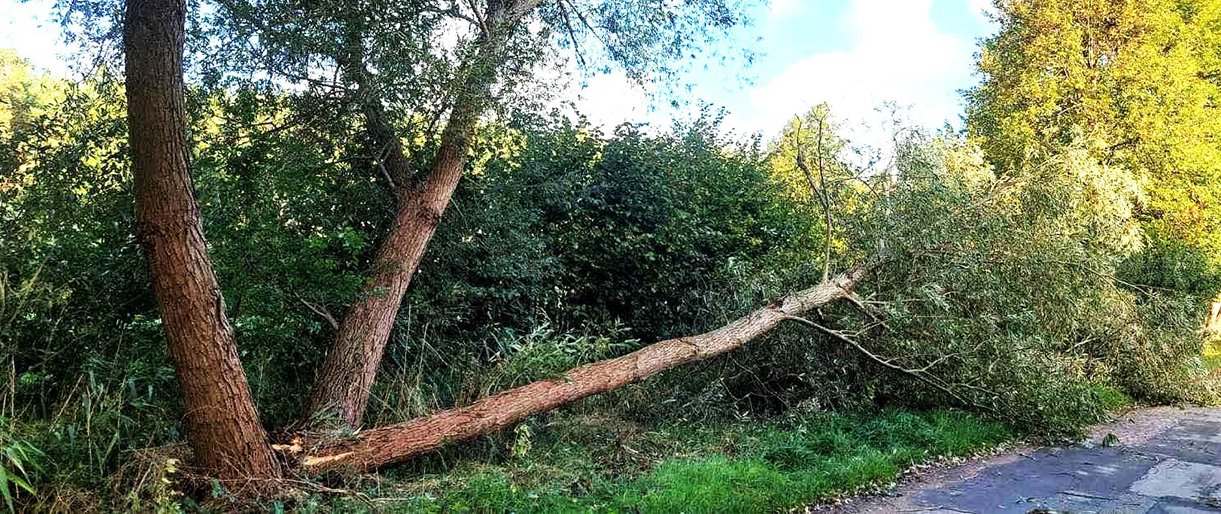 Prasidėjo rudeninės audros: įsidėmėkite telefono numerius, kur kreiptis nuvirtus medžiui ar patvinus gatvei