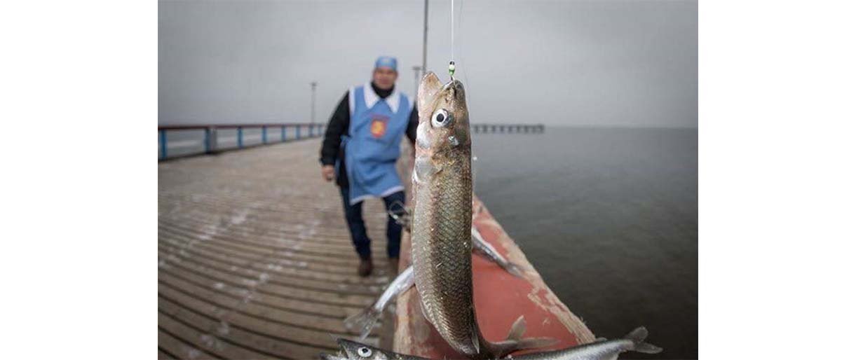 Jubiliejinė, dvidešimtoji, „Palangos stinta“ stebins skoniais, pramogomis ir rekordais