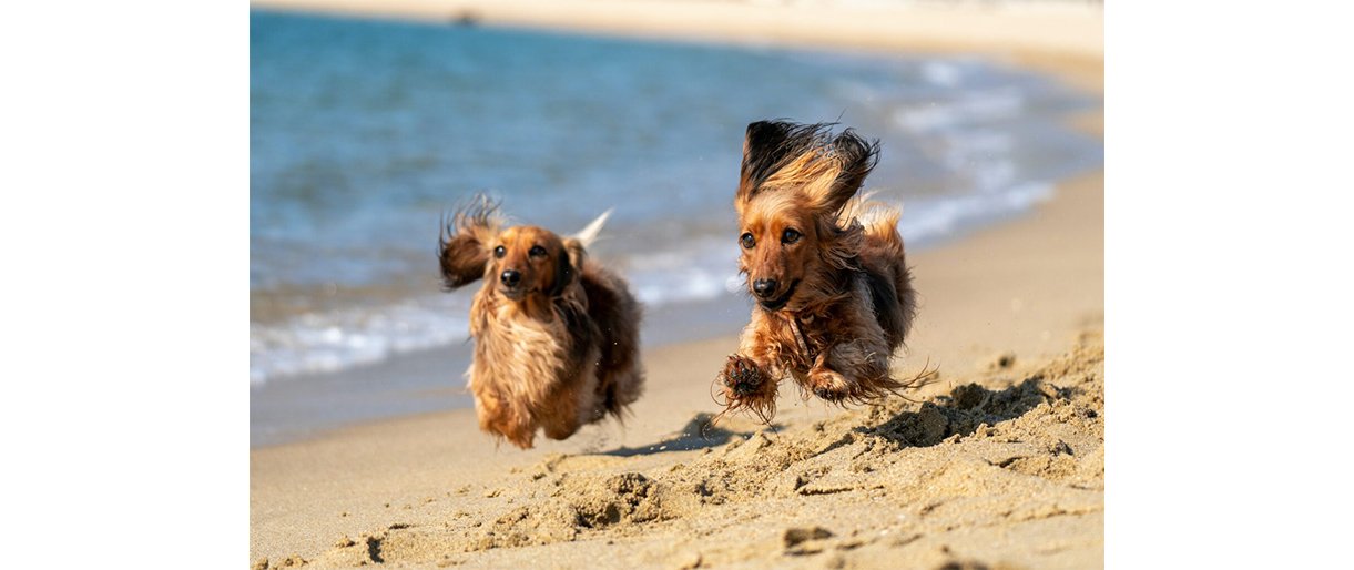 Primename - būtina paisyti Gyvūnų laikymo Palangos miesto savivaldybės teritorijos gyvenamosiose vietovėse taisyklių