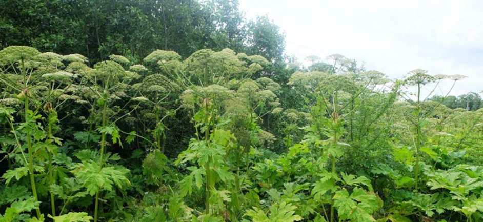 Iki liepos 1 d. bus sudarytas preliminarus Apleistų žemės sklypų sąrašas - savininkai raginami sutvarkyti jiems priklausančias teritorijas