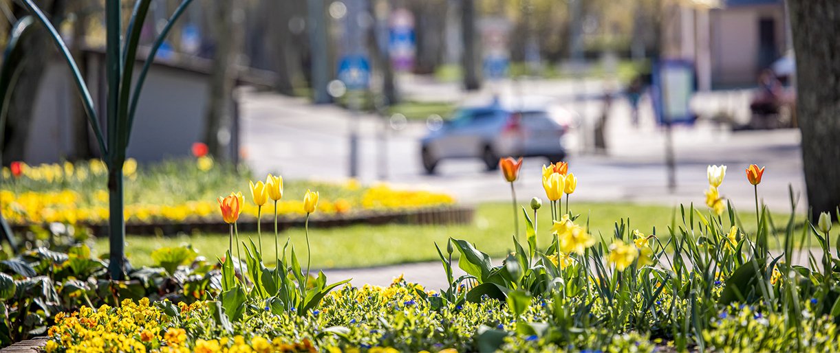 Palanga dabinasi pavasariniais žiedais