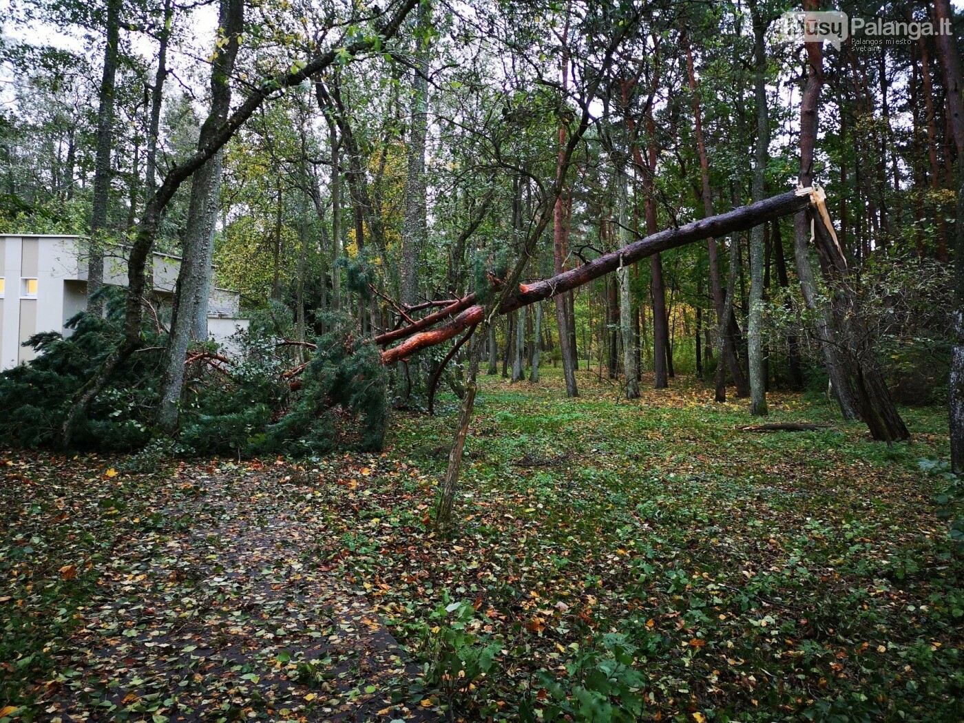 Palangą talžo uraganinis vėjas (vaizdo reportažas, nuotraukos), nuotrauka-10