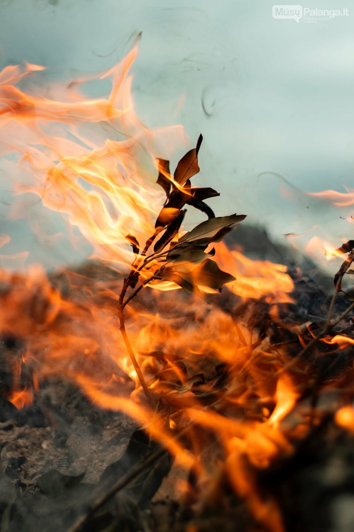 Miškininkai perspėja – ugnis iš pievų netrunka persimesti į miškus, nuotrauka-1