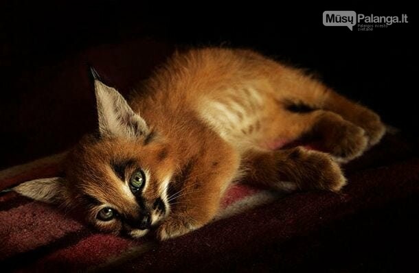 Karakalas - viena gražiausių kačių veislių mūsų planetoje, nuotrauka-11