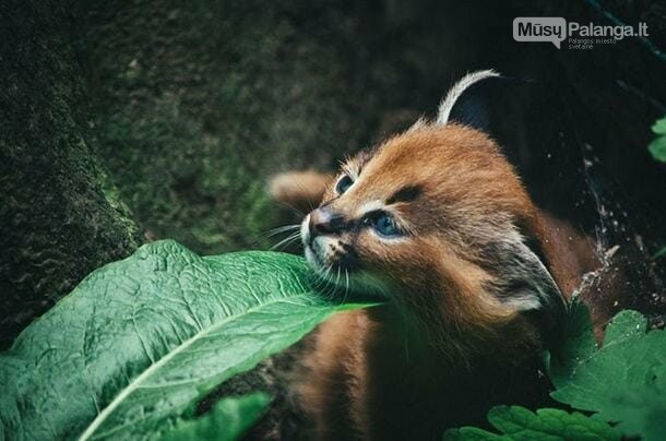Karakalas - viena gražiausių kačių veislių mūsų planetoje, nuotrauka-13