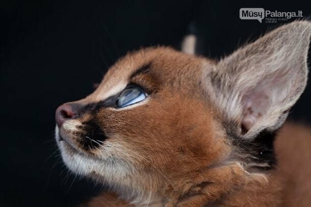 Karakalas - viena gražiausių kačių veislių mūsų planetoje, nuotrauka-12