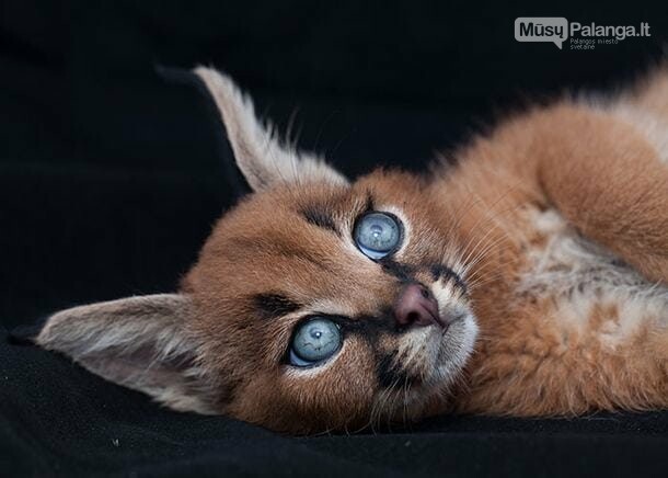 Karakalas - viena gražiausių kačių veislių mūsų planetoje, nuotrauka-19