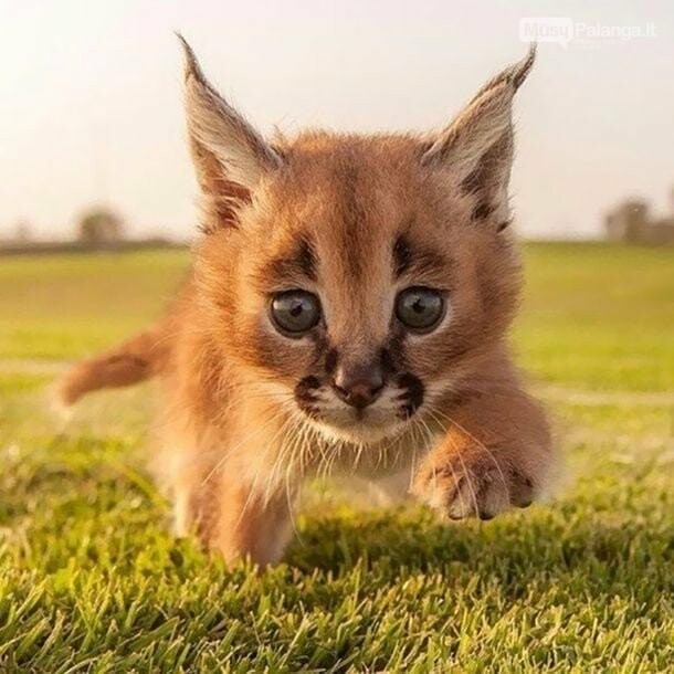 Karakalas - viena gražiausių kačių veislių mūsų planetoje, nuotrauka-23