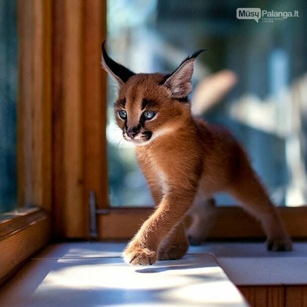 Karakalas - viena gražiausių kačių veislių mūsų planetoje, nuotrauka-21
