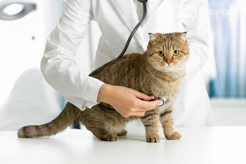 Katės sveikatos indikatorius – ilgai laukta priemonė kačių šlapimo ligų prevencijai, nuotrauka-1