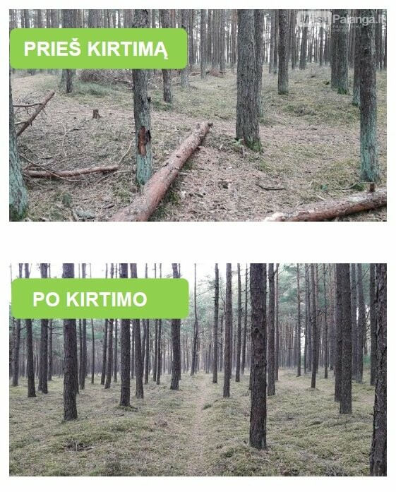 Palangos girininkijoje bus tvarkomi rekreacinės paskirties miškai, nuotrauka-2