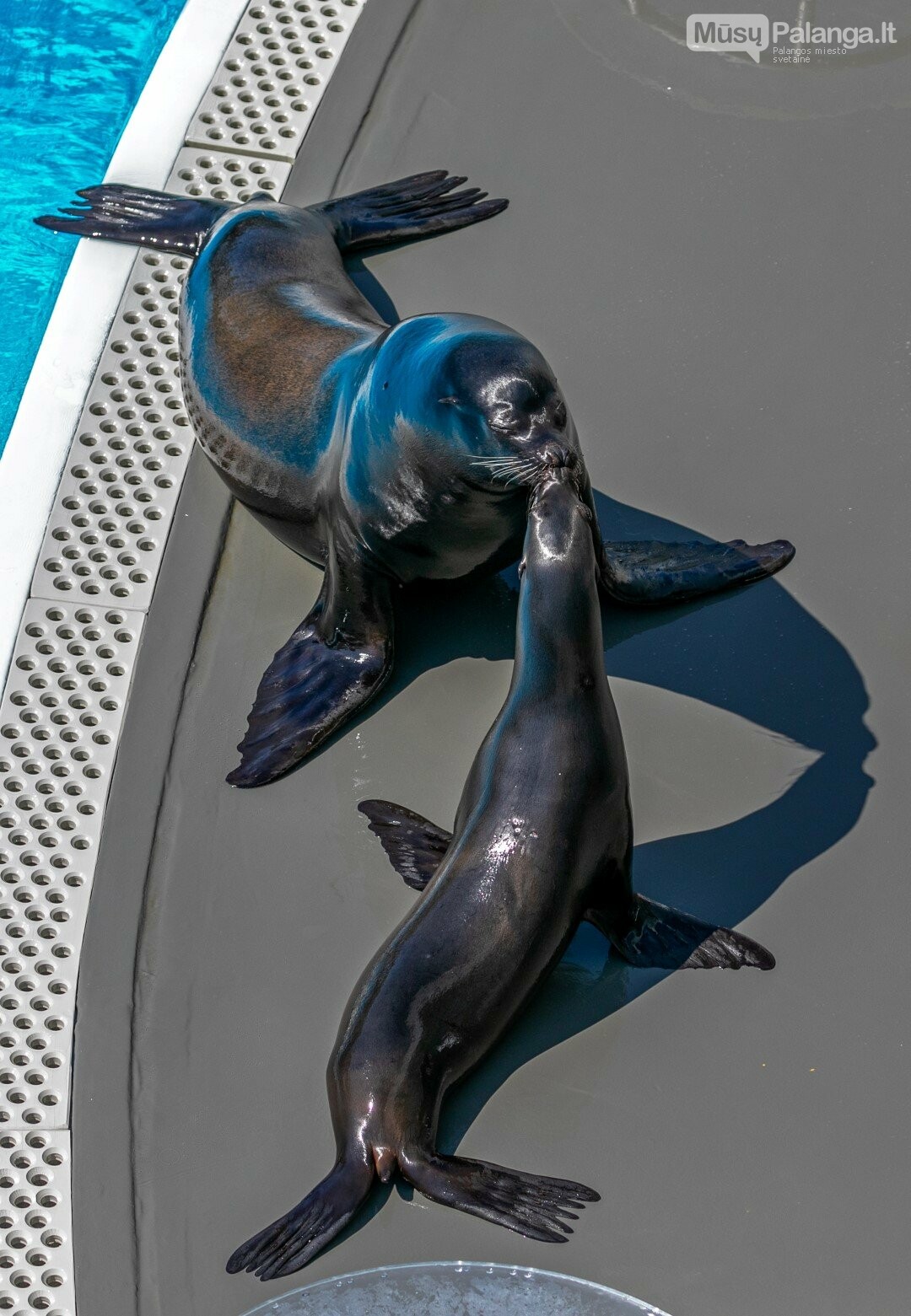 Paskutinėje Lietuvos jūrų muziejaus transliacijoje – delfinų terapija ir kaliforniniai..., nuotrauka-7, Evaldo Lasio ir Neringos Girdvainienės nuotr.