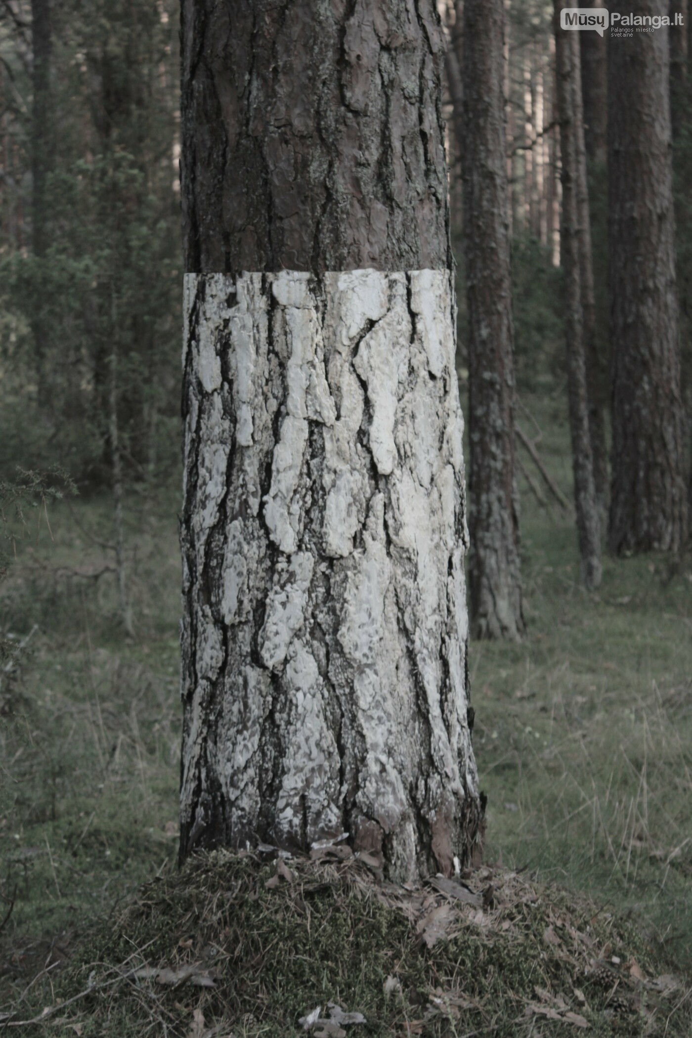 Tomo Martišauskio instaliacija „Nusavinti“ Šventosios miške. K. Dineikaitės nuotr.