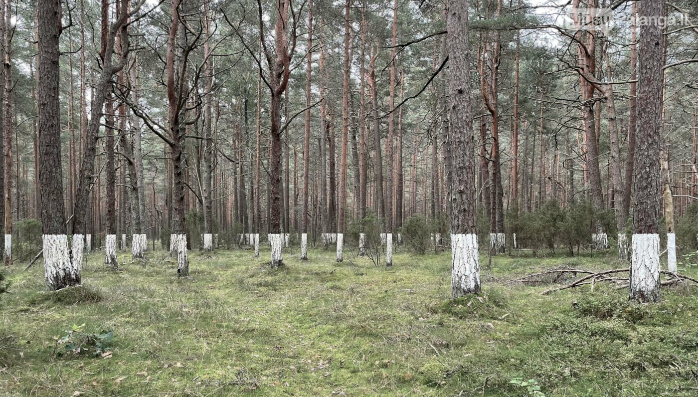 Tomo Martišauskio instaliacija „Nusavinti“ Šventosios miške. K. Dineikaitės nuotr.