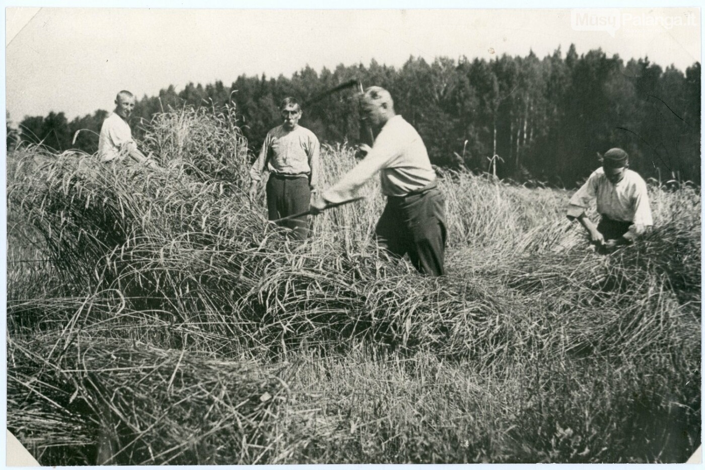 Borisas Dauguvietis talkinikauja kviečių kirtime Dauguviečių kaime. 1936. LTMKM archyvo nuotr.
