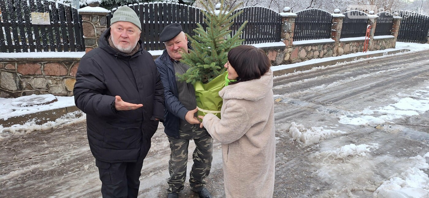 Į Kretingos Rotušės aikštę atkeliavo Kalėdų eglė, nuotrauka-4