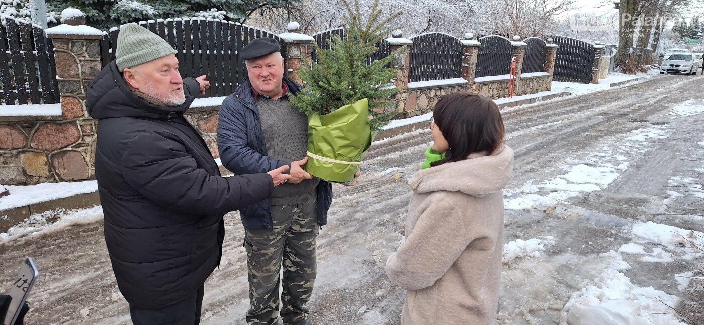 Į Kretingos Rotušės aikštę atkeliavo Kalėdų eglė, nuotrauka-5