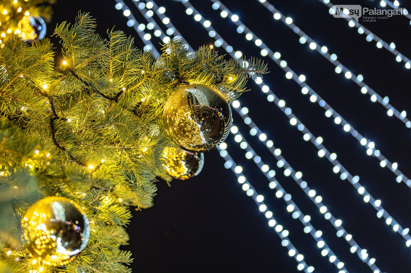 Kretingoje kalėdine šviesa sutvisko užburianti žaliaskarė, nuotrauka-34