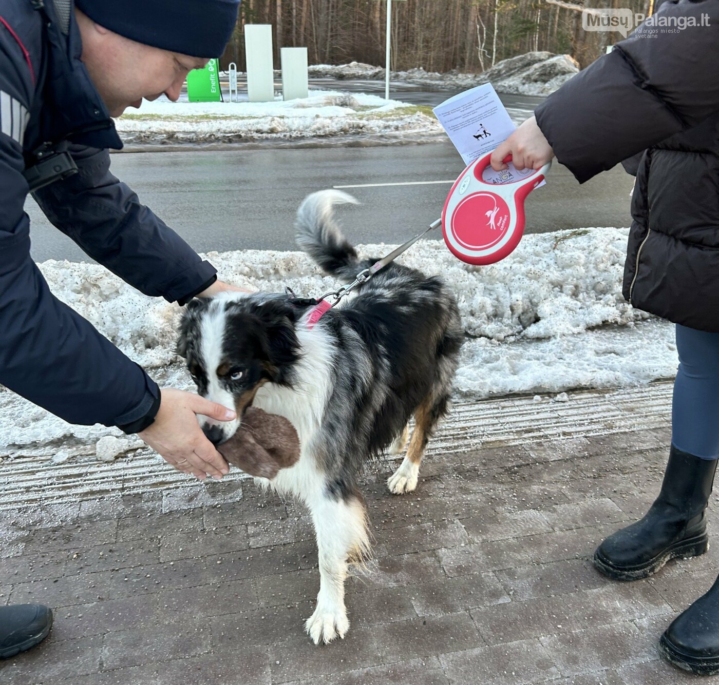 Palangos savivaldybė primena: vedžiodami gyvūnus nepamirškite aplinką palikti švarią, nuotrauka-2