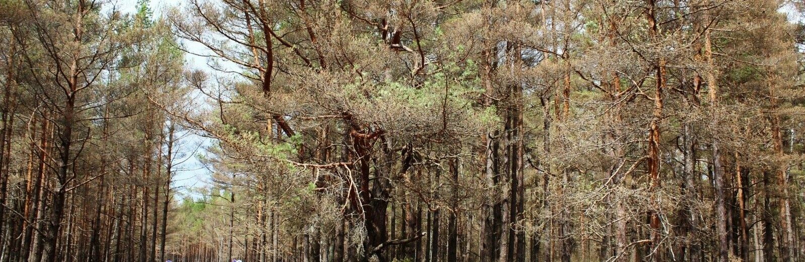 Miškai Kuršių nerijoje© Mindaugas Milinis