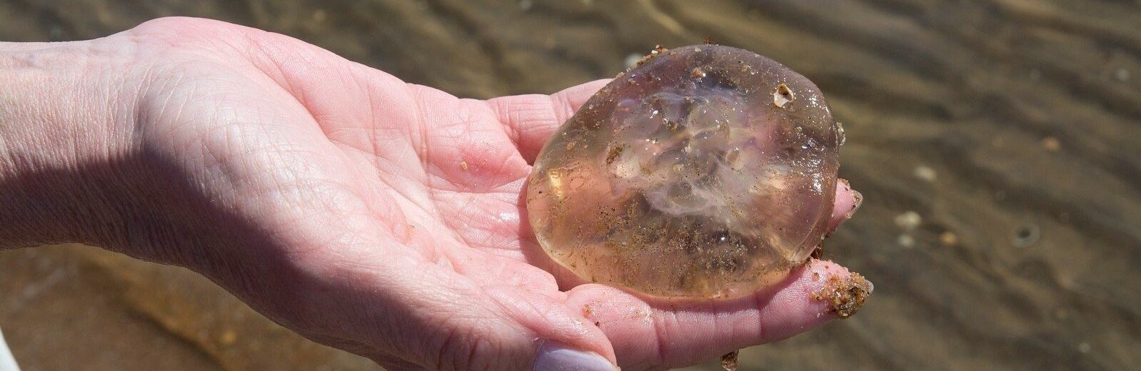 Poilsiaujančius pajūryje netrukus ims gąsdinti svečiai iš Atlanto  