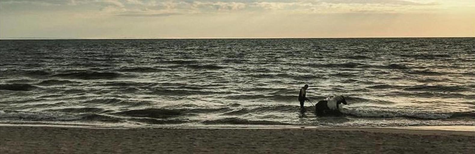 Arkliai paplūdimyje (nuotr.: facebook.com)