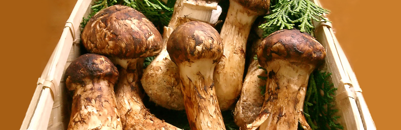 Matsutake - grybai, darantys  stebuklus