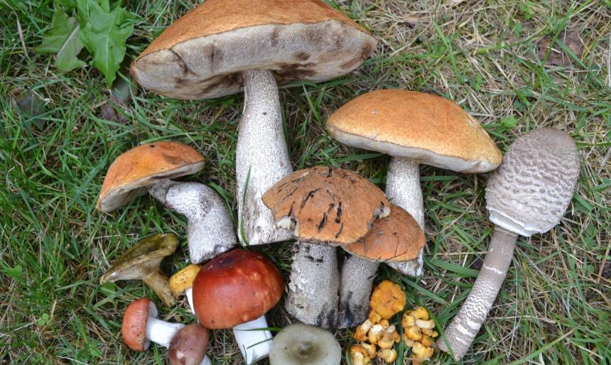 Asmeninio albumo nuotr.