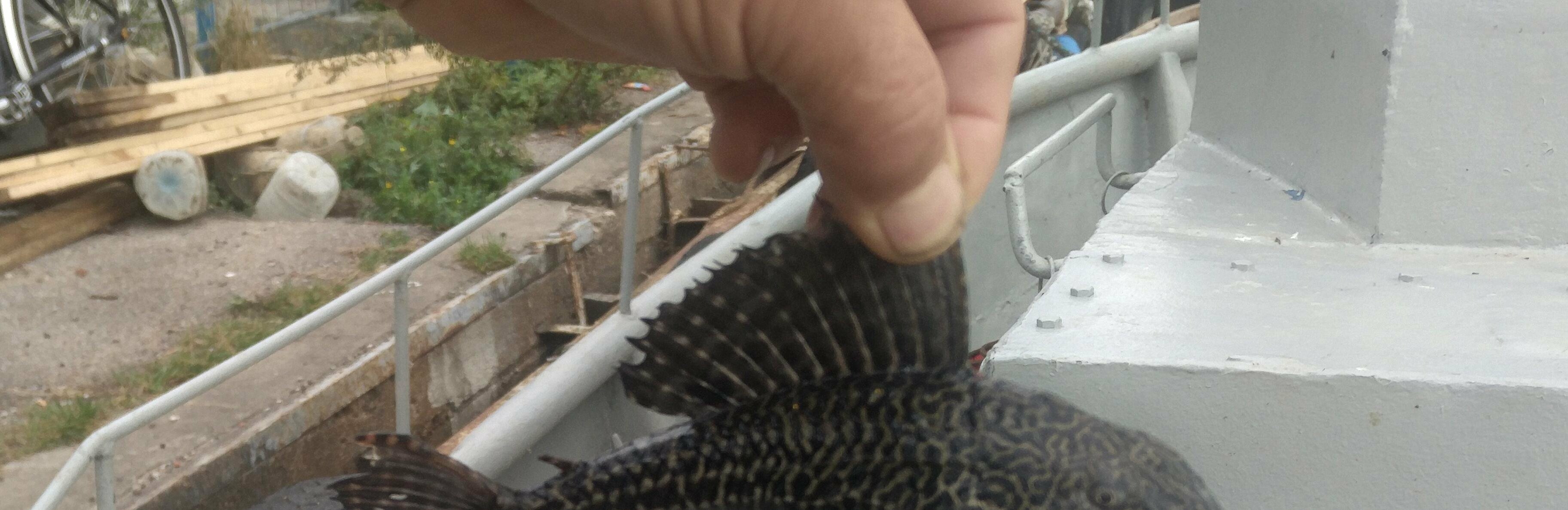 Alvido Kazlausko nuotr.