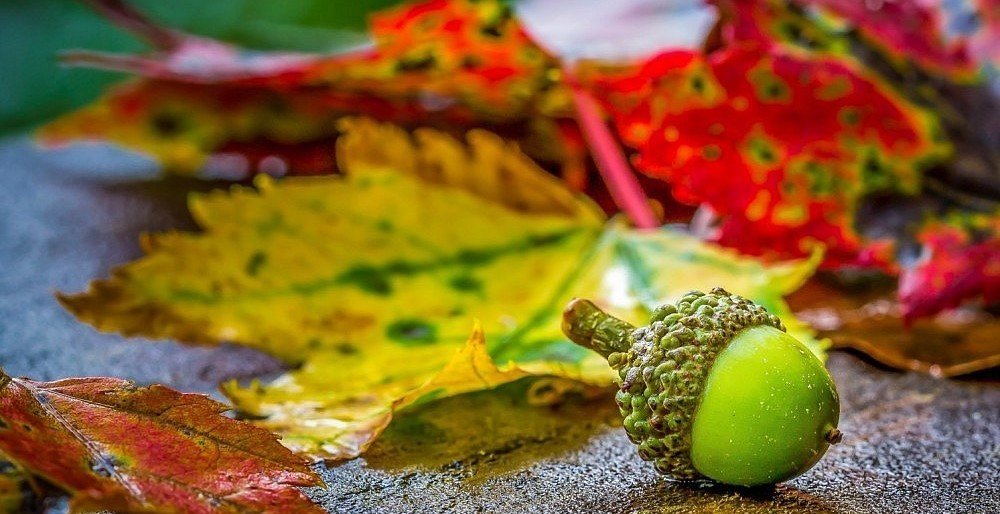 Naktį prognozuojamos pirmosios šalnos