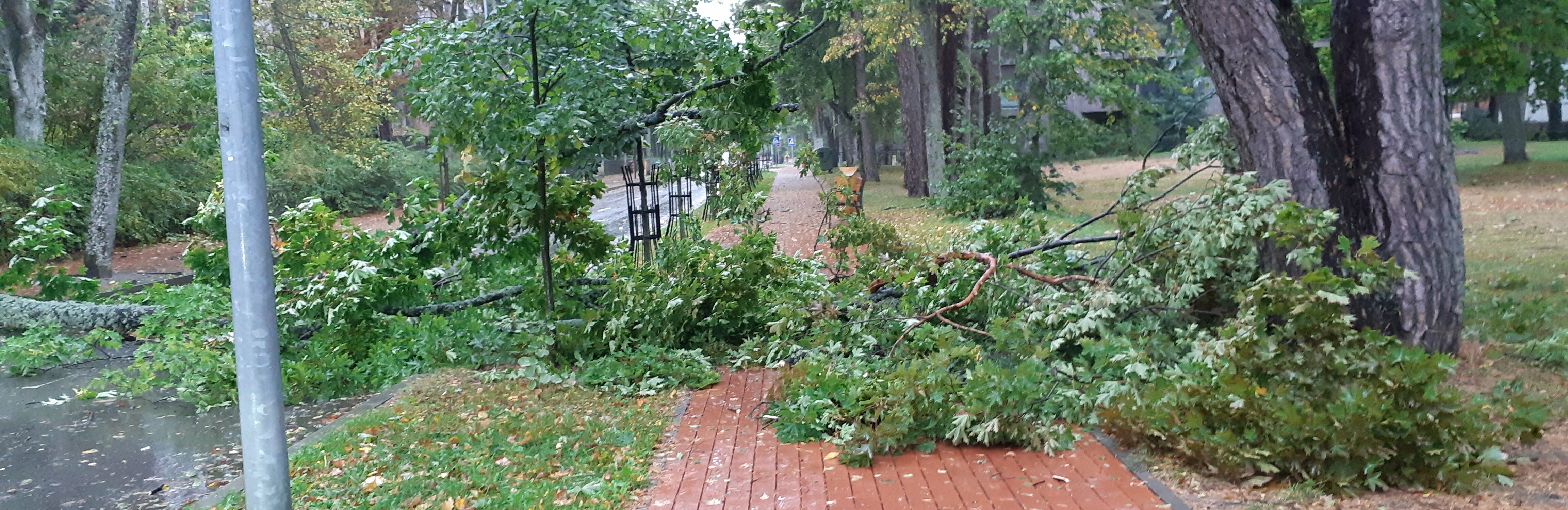 Perspėjama: Palangą šiąnakt gali talžyti itin stiprūs vėjo gūsiai, sieks net iki 25 m/s.