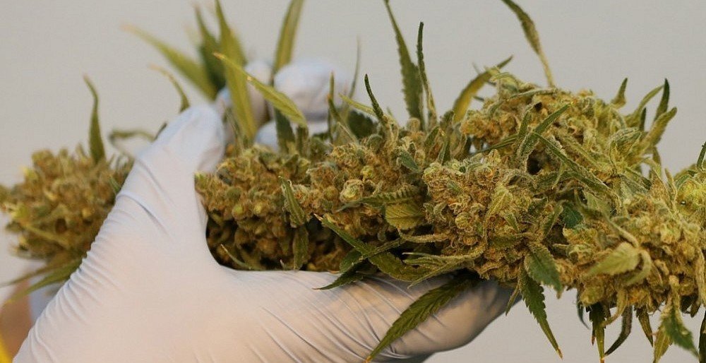 Nuspręsta: Lietuva įteisino kanapių panaudojimą medicinoje