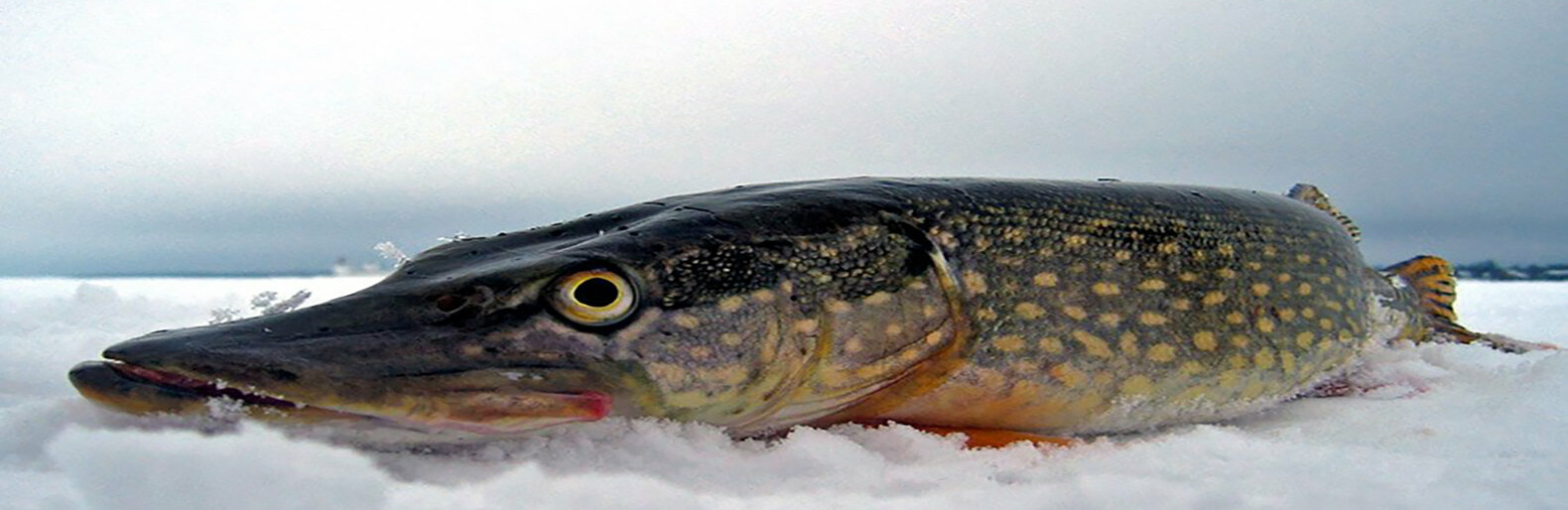 Priminimas žvejams – nuo vasario 1 d. draudžiama žvejoti lydekas