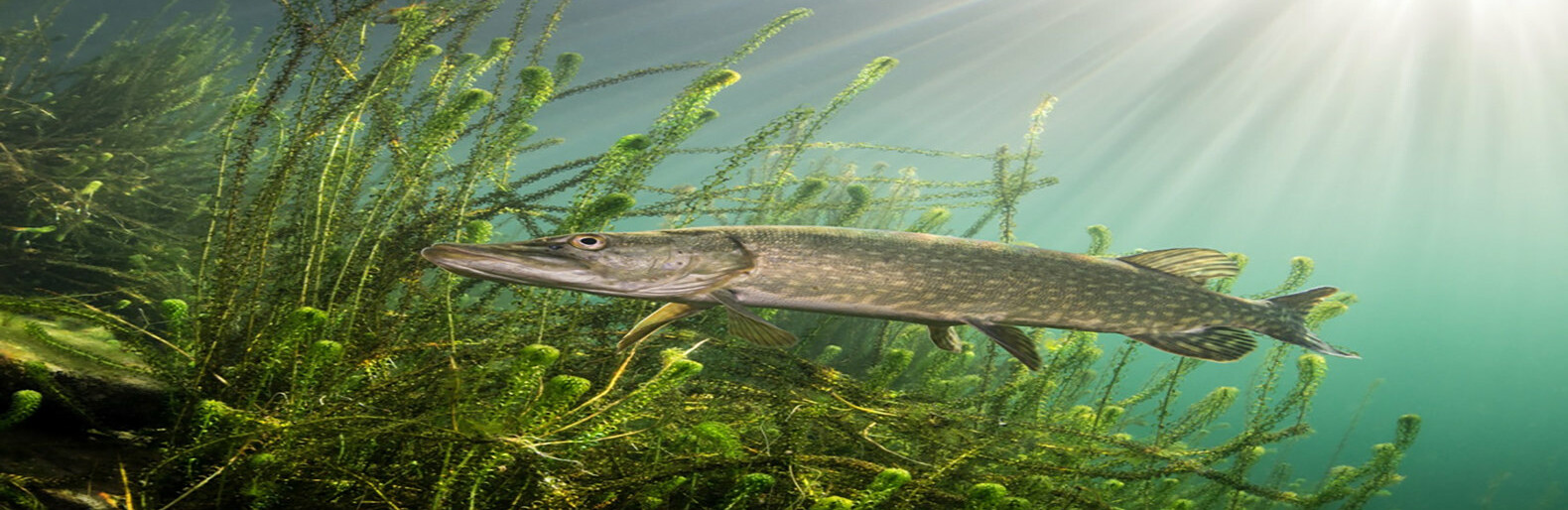 Žvejų kalendorius: šiemet balandžio 20 d. jau galima žvejoti lydekas