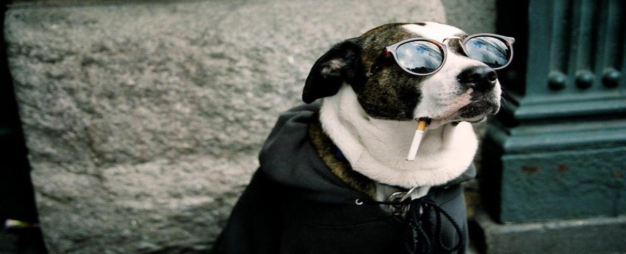 Smoking dog. Крутые собаки. Крутые животные. Собака с сигаретой. Собака рэпер.