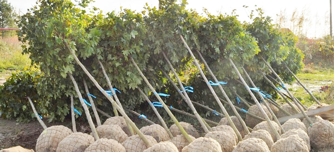  Specialistai ragina pasitarti – medžius sodinti reikia atsakingai