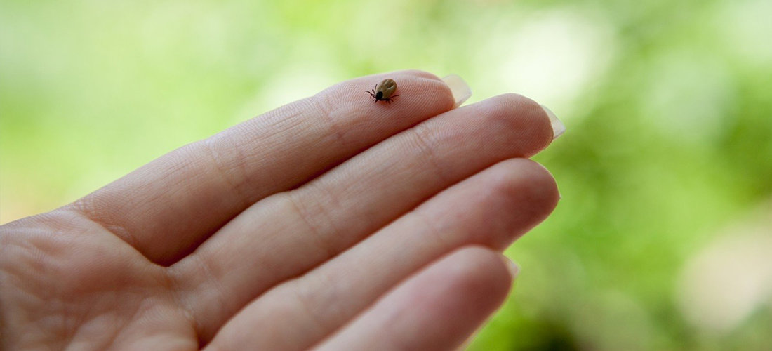 Erkės nusitaikė į poilsiaujančius pajūryje
